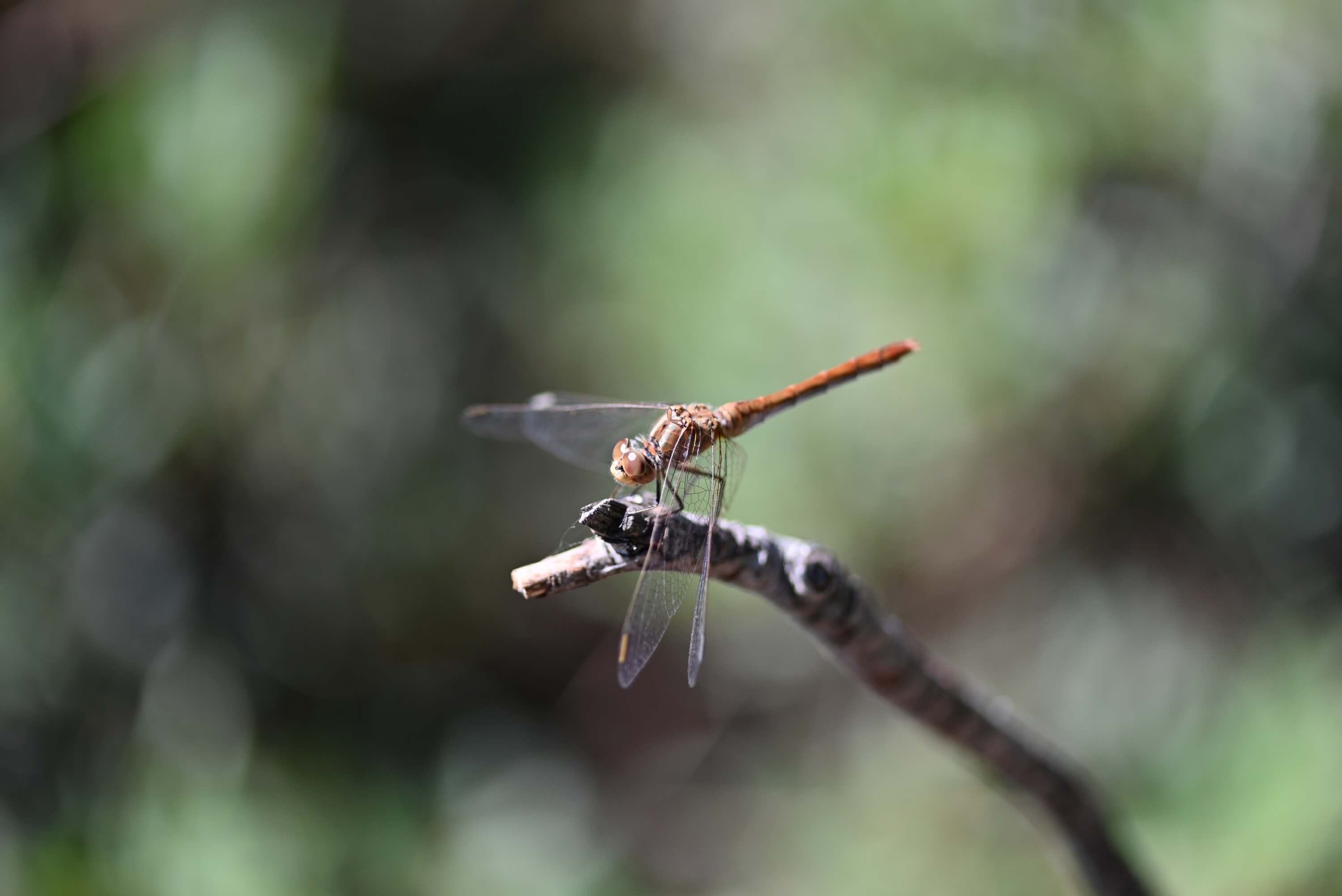 DSC 2692 Liveloula 3