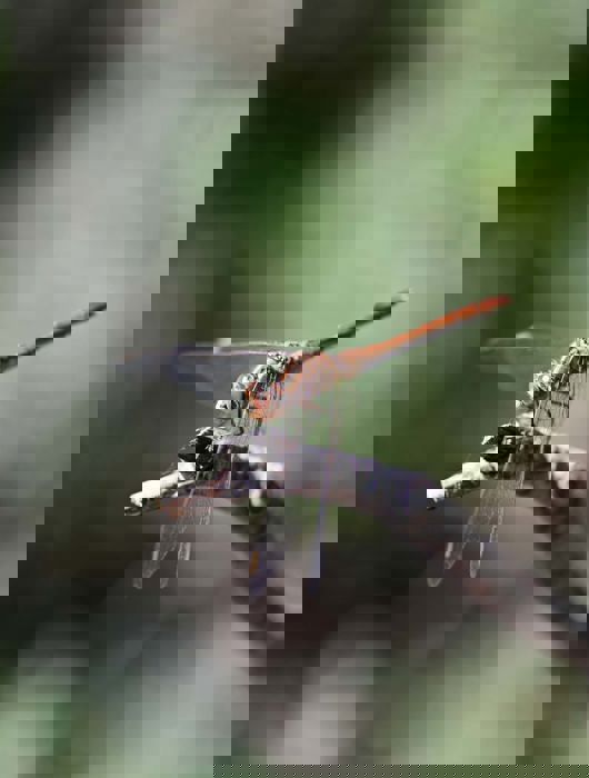 DSC 2692 Liveloula 3