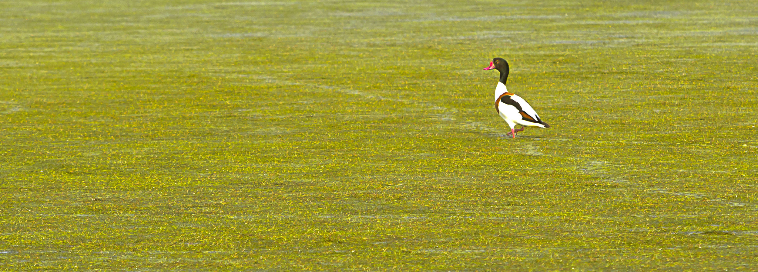 Rare specie of bird spotted on Sani Wetlands