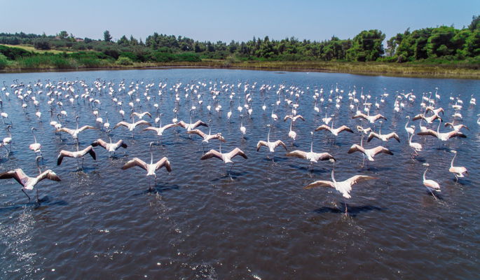 Flamingos in the lake's wetlands