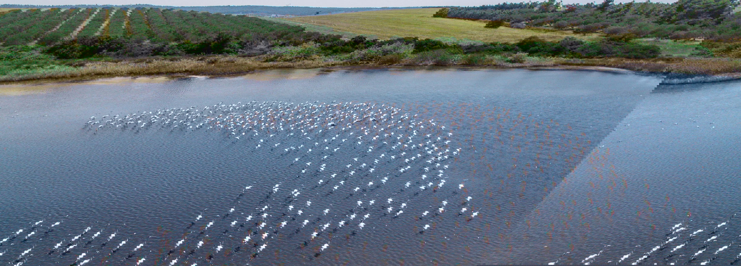 Flamingos in water at Sani Wetlands