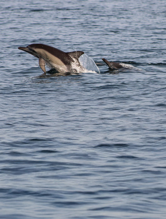 Dolphin in the Thermaikos Gulf