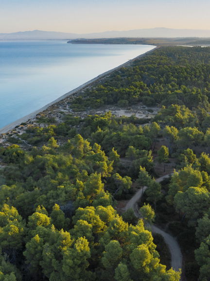 Sani Resort Bousoulas Beach Forest Aerial 2880X1918