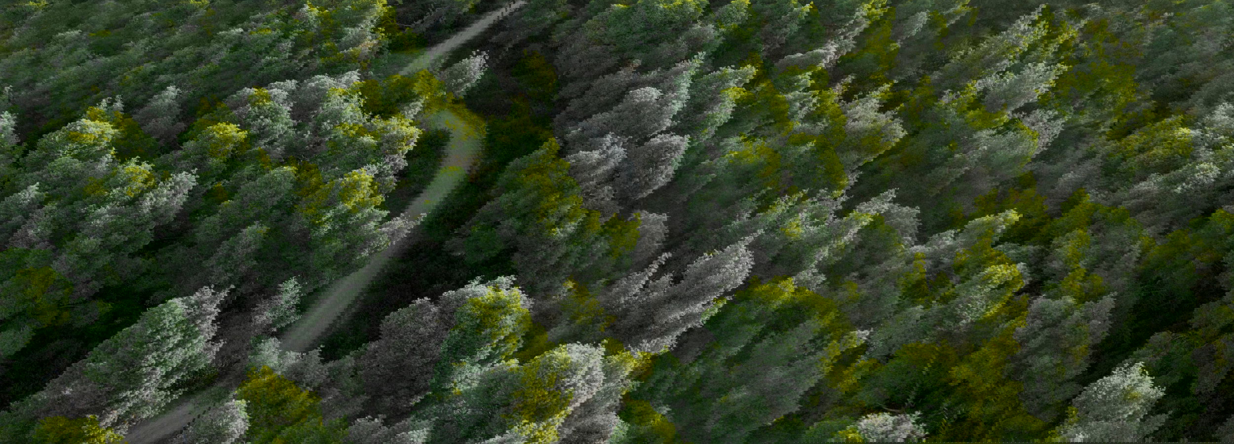 Aerial view of forest at Sani Wetlands