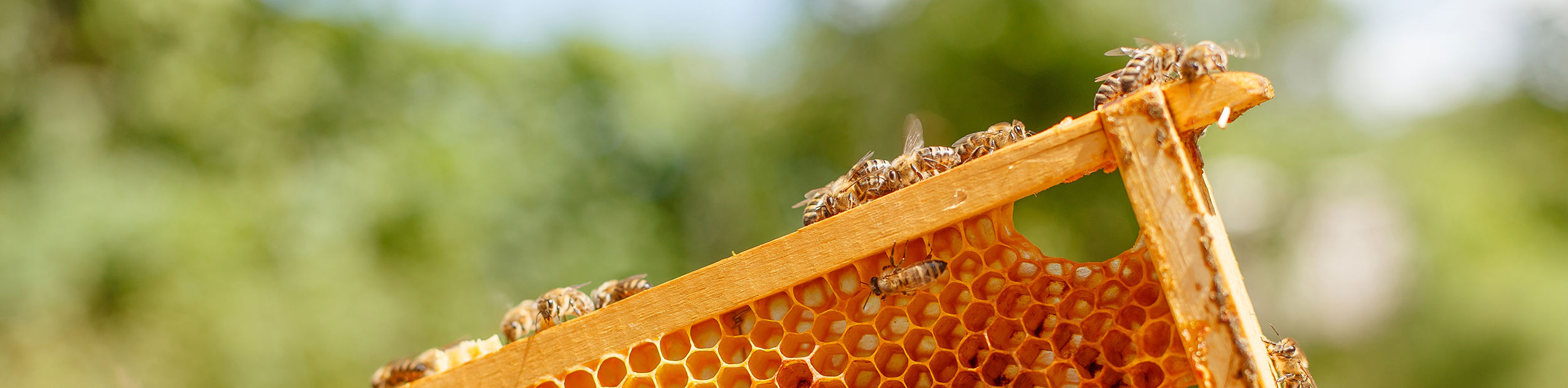 Close up of honeycomb with bees
