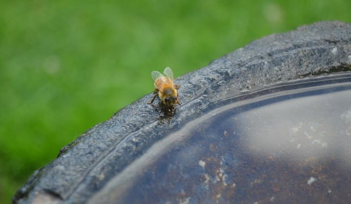 Bee drinking water