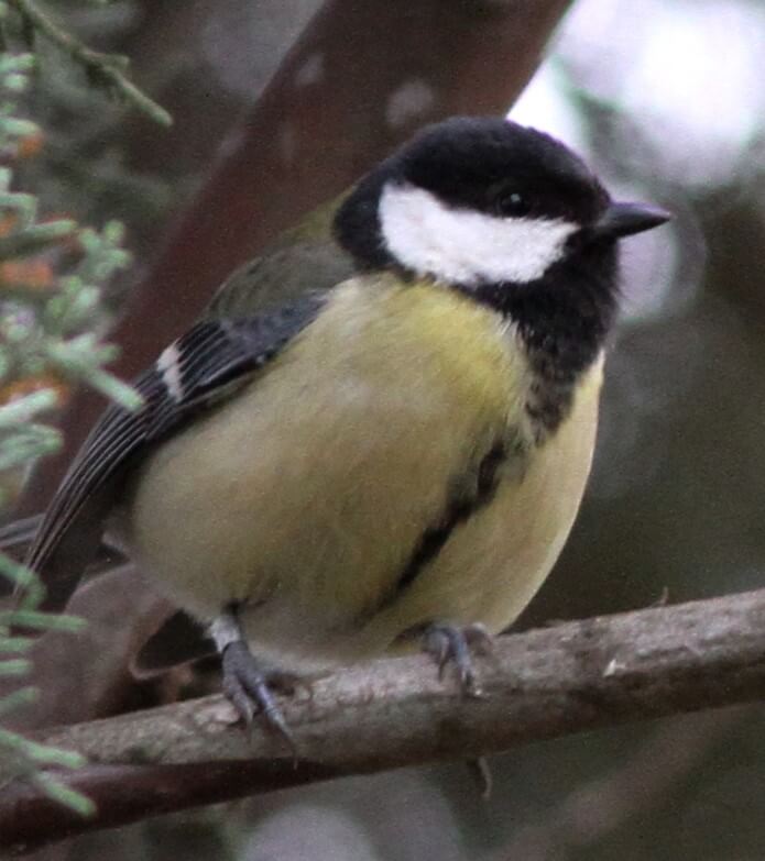 GREAT TIT PARUS MAJOR