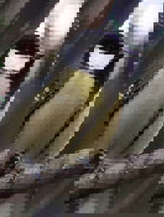 GREAT TIT PARUS MAJOR