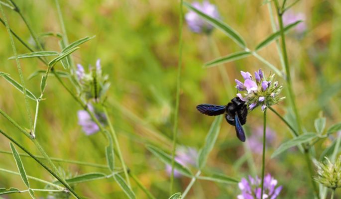 Bee on flower